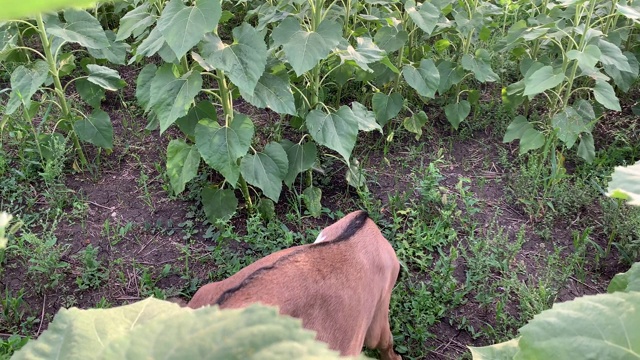 4K可爱的小山羊吃向日葵近距离视频素材