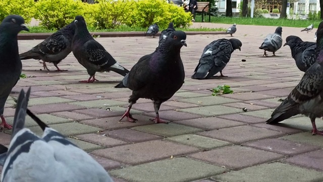 许多鸽子在地上吃东西。城市喂鸽子视频素材