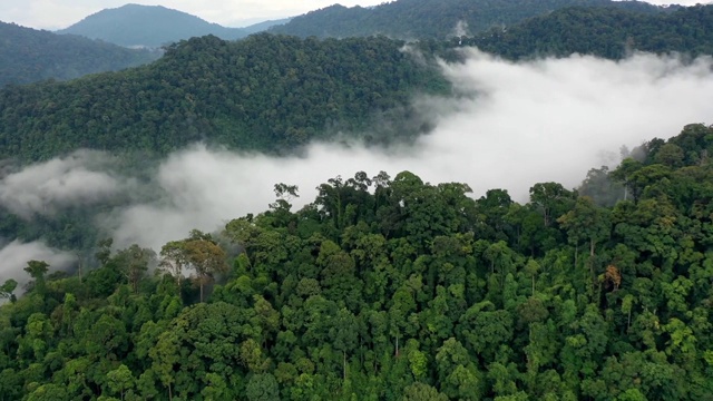 热带雨林和云层的空中塌陷视频素材