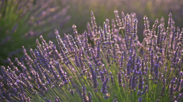 日落时分，在法国普罗旺斯的薰衣草地里，蜜蜂从紫色芬芳的薰衣草花中吮吸蜜露。微风。UHD视频素材
