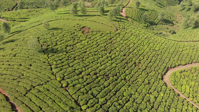 鸟瞰印度茶园。喀拉拉邦。在Matupetty湖附近视频素材