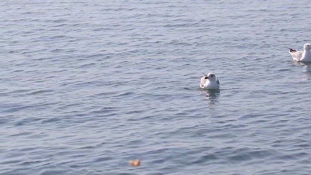 成年海鸥在海面上休息视频下载