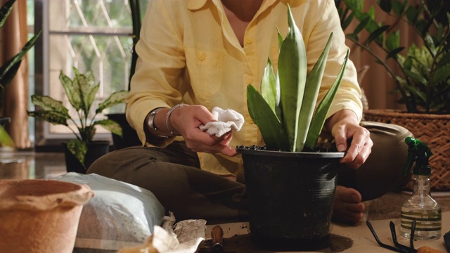 在家客厅用抹布擦合妇女清洁树叶。待在家里的时候种植室内植物视频素材