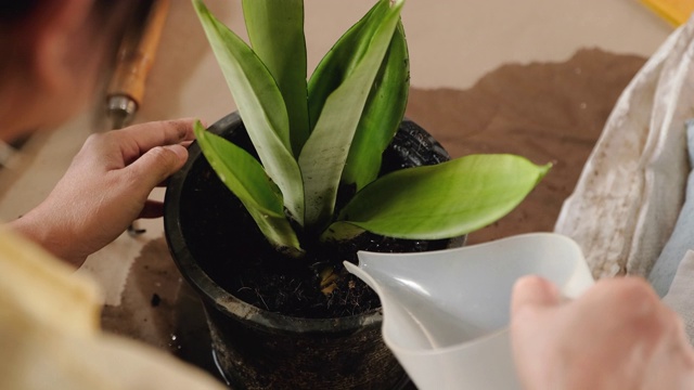 近距离女子在家里的客厅用喷壶浇植物。在肩膀的观点视频素材