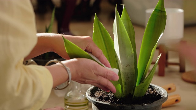 在家客厅用抹布擦合妇女清洁树叶。待在家里的时候种植室内植物视频素材