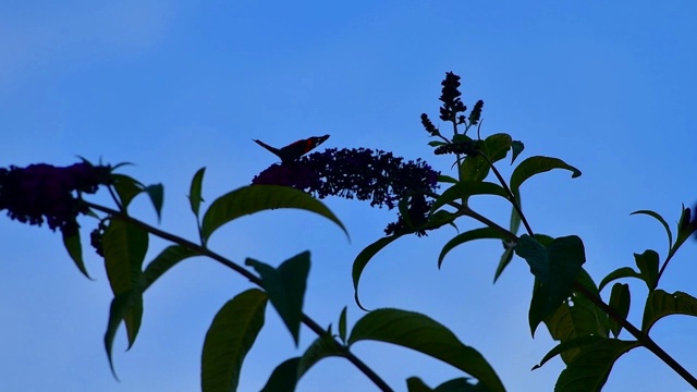 在夏天的时候，在花园里关上一只蝴蝶视频素材