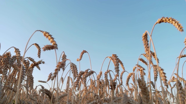 小麦收成，向上看。视频素材