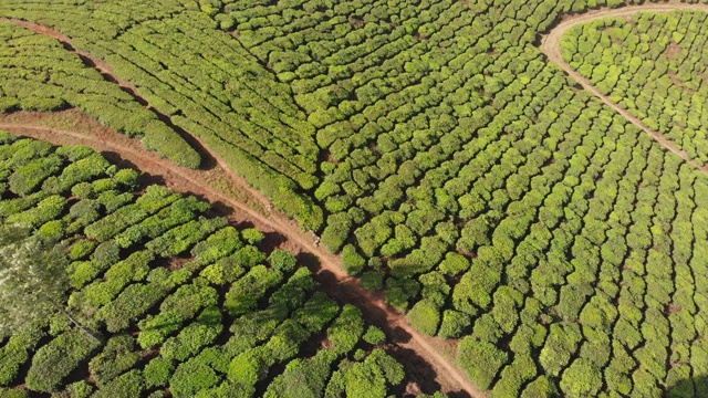 鸟瞰印度茶园。喀拉拉邦。在Matupetty湖附近视频素材