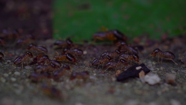 Animals-Nature,白蚁视频素材