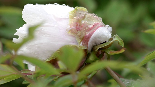 白牡丹雨后花视频素材