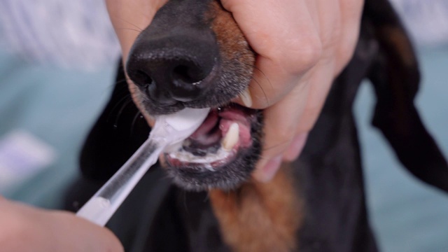 人类用硅胶毛牙刷和宠物专用牙膏清洁可爱的腊肠犬的牙齿和尖牙，口腔保健，正面，近距离。视频素材