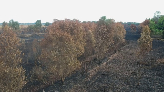 森林大火后，地面被灰烬覆盖的鸟瞰图。视频素材