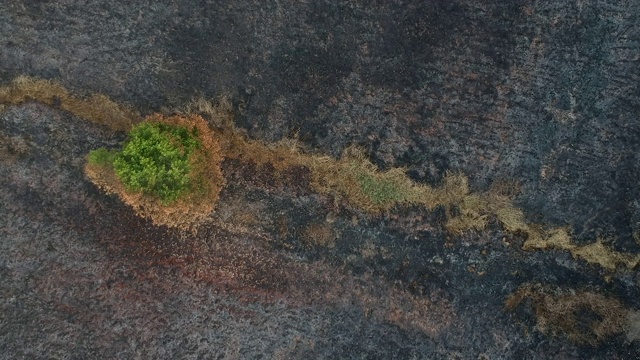 森林大火后，地面被灰烬覆盖的鸟瞰图。视频素材