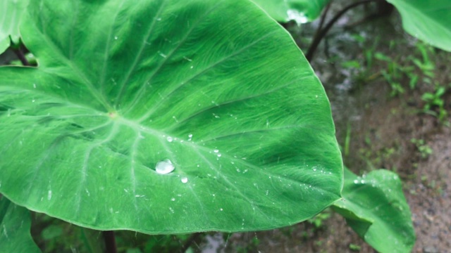 露珠落在象耳植物的绿叶上视频素材