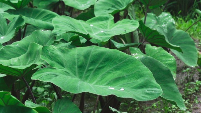 雨点落在室外象耳植物的叶子上视频素材