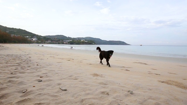 在泰国普吉岛热带夏日清晨的阳光下，可爱的黑色流浪狗在白色的沙滩上散步和在镜头前摆姿势视频下载