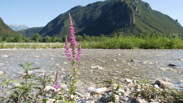 粉红色的花开花，Salcerella也叫Loosestrife (Lythrum salicaria)在河流的海岸线上视频4k视频素材