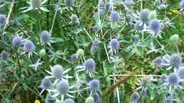 4 k。草甸的花，蓝头植物与野生黄蜂收集花蜜摇摆在一个夏天的一天视频素材