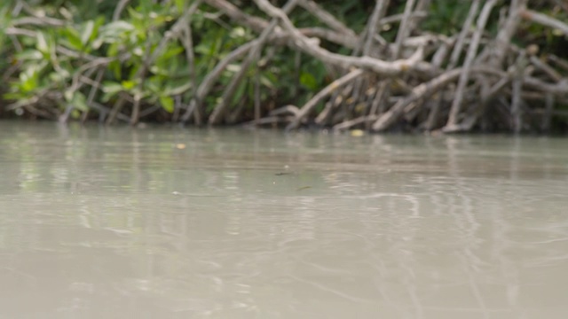 西印度海牛在伯利兹沼泽浮出水面视频素材