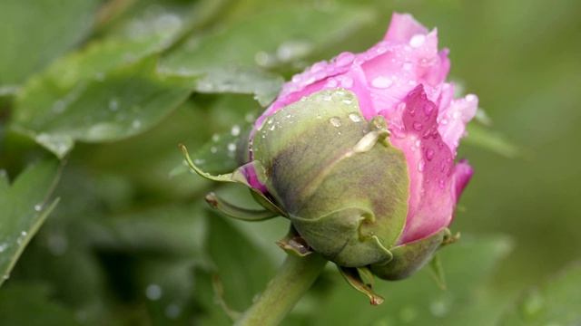 雨后粉红牡丹花视频素材