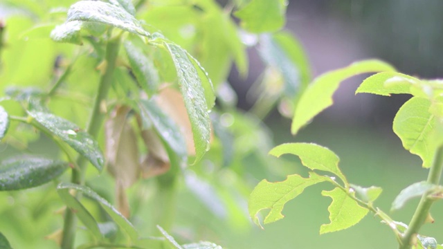 雨落在树叶上。视频素材