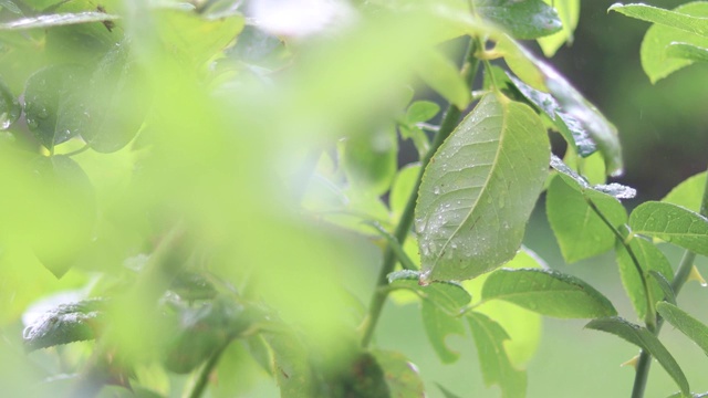 雨落在树叶上。视频素材