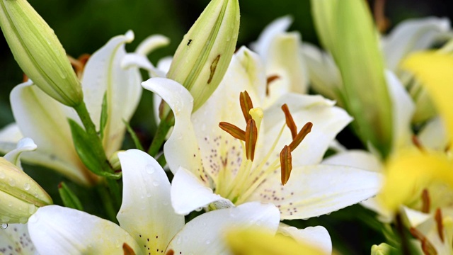 花园里开着白色的百合视频素材