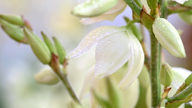 丝兰花与水滴视频素材