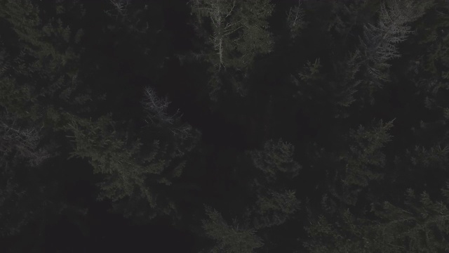 鸟瞰图的针叶林和山脉4K平未分级视频素材