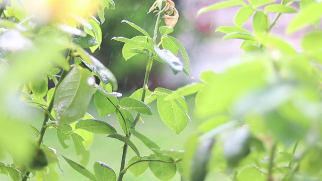 雨落在树叶上。视频素材