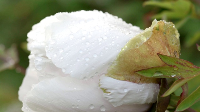 白牡丹雨后花视频素材