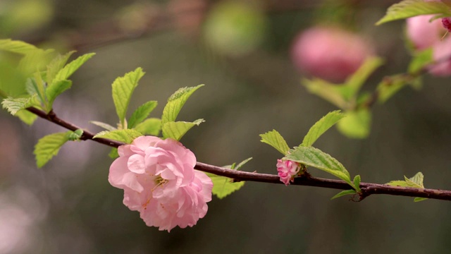 三叶李“多丛”开花视频素材