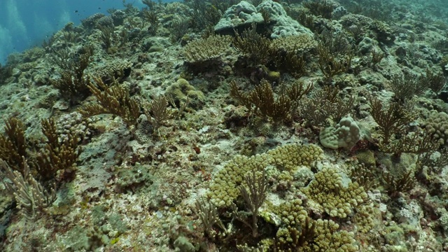 在台湾兰屿的海底珊瑚礁潜水视频素材