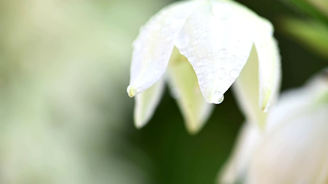 丝兰花与水滴视频素材