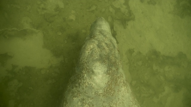 西印度海牛在伯利兹的海床上觅食视频素材