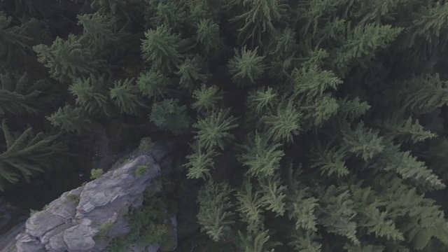 鸟瞰图的针叶林和山脉4K平未分级视频素材