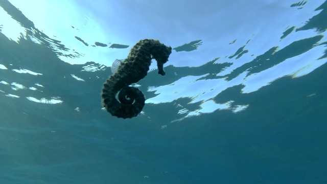 海马在阳光下的蓝色海水背景下慢慢地游泳。慢动作，水下拍摄视频素材