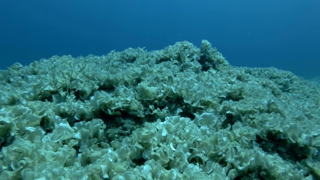 水下景观岩石底部覆盖着棕色藻类孔雀尾巴(Padina pavonica)在蓝色的水背景视频素材