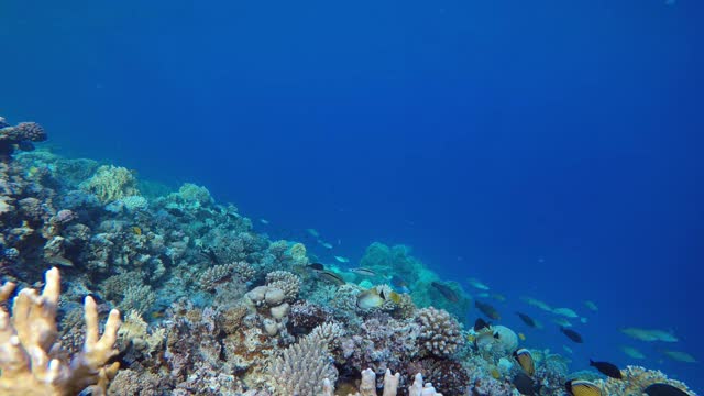 水下五颜六色的风景视频素材