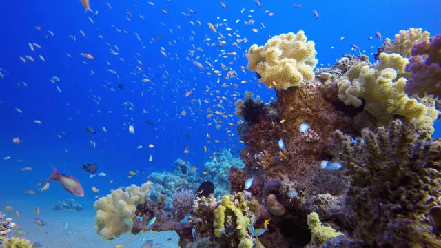 水下海洋热带多彩生活视频素材