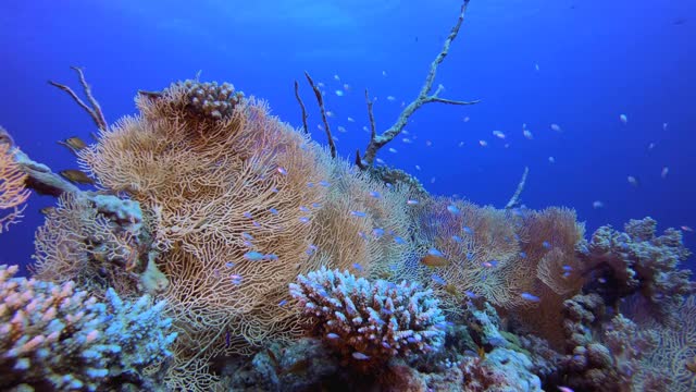 海底珊瑚热带珊瑚礁视频素材