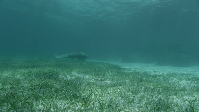 西印度海牛游过伯利兹海床视频素材