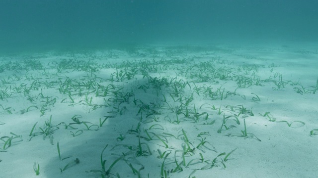 西印度海牛游过伯利兹海床视频素材