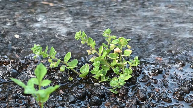 植物在流。快速流动的水。视频素材