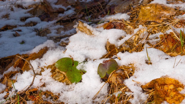 雪在春天融化，时光流逝视频素材