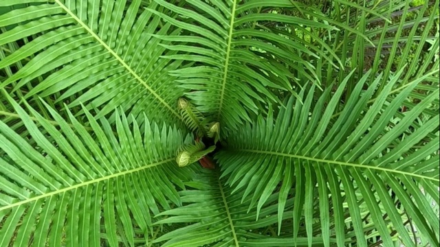 丛林中的蕨类植物视频素材