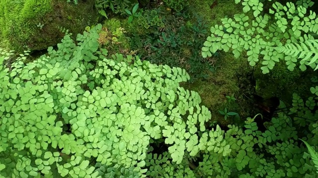 丛林中的蕨类植物视频素材