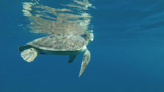 海龟在水面反射的蓝色水中游泳，深呼吸，然后漂浮在阳光下。后视图。绿海龟(Chelonia mydas)，埃及红海视频素材