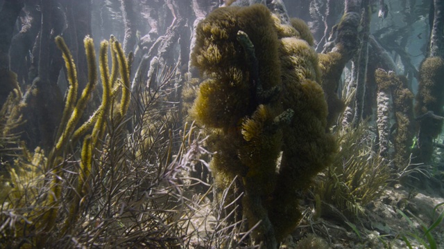 伯利兹的红树林沼泽中生长着海绵和珊瑚视频素材