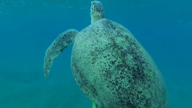 大的雄性绿海龟(Chelonia mydas)带着壳下的鮣鱼(Echeneis naucrates)游到水面，深呼吸，然后快速潜入沙底。埃及红海视频素材